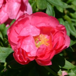 Paeonia officinalis Red Ensign