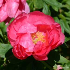 Paeonia officinalis Red Ensign