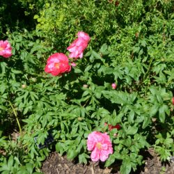 Paeonia officinalis Red Ensign