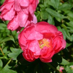 Paeonia officinalis Red Ensign