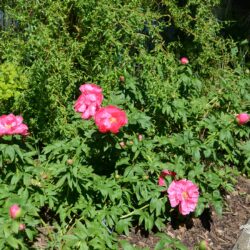 Paeonia officinalis Red Ensign