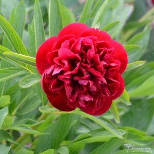 Paeonia officinalis Rubra Plena