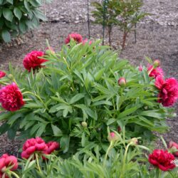 Paeonia officinalis Rubra Plena