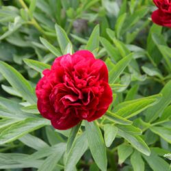 Paeonia officinalis Rubra Plena