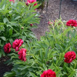 Paeonia officinalis Rubra Plena