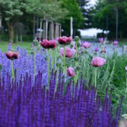 Papaver orientale Pattys Plum