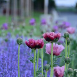 Papaver orientale Pattys Plum