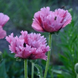 Papaver orientale Pattys Plum