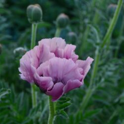 Papaver orientale Pattys Plum