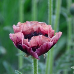 Papaver orientale Pattys Plum