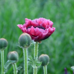 Papaver orientale Pattys Plum