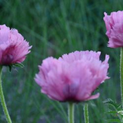 Papaver orientale Pattys Plum