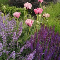 Papaver orientale Pattys Plum