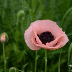 Papaver orientale Victoria Louise