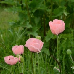 Papaver orientale Victoria Louise