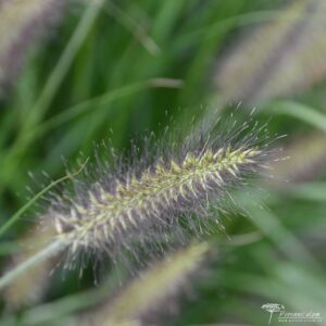 Pennisetum alopecuroides Black Alvernee