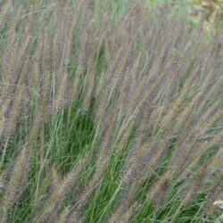 Pennisetum alopecuroides Black Alvernee