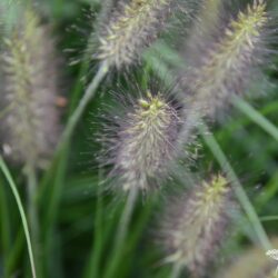 Pennisetum alopecuroides Black Alvernee