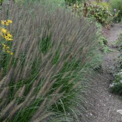 Pennisetum alopecuroides Black Alvernee