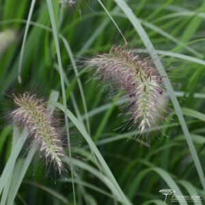 Pennisetum alopecuroides Cassian