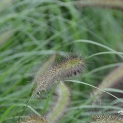 Pennisetum alopecuroides Cassian