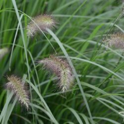 Pennisetum alopecuroides Cassian