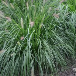 Pennisetum alopecuroides Cassian