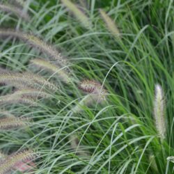 Pennisetum alopecuroides Cassian