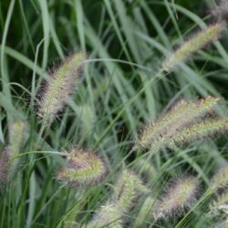 Pennisetum alopecuroides Hameln