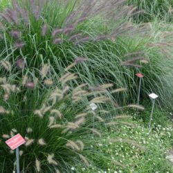 Pennisetum alopecuroides Hameln