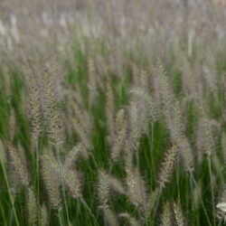 Pennisetum alopecuroides Hameln