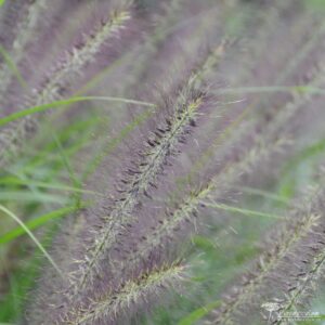 Pennisetum alopecuroides Red Head