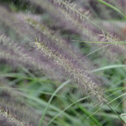 Pennisetum alopecuroides Red Head