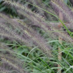 Pennisetum alopecuroides Red Head