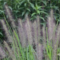 Pennisetum alopecuroides Red Head