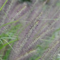 Pennisetum alopecuroides Red Head