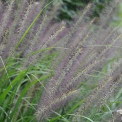 Pennisetum alopecuroides Red Head