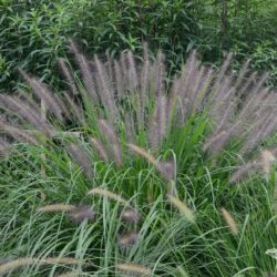 Pennisetum alopecuroides Red Head