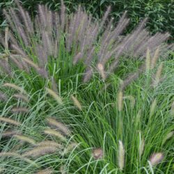 Pennisetum alopecuroides Red Head