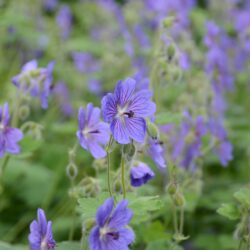 Geranium renardii Terre Franche