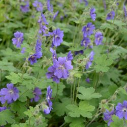 Geranium renardii Terre Franche