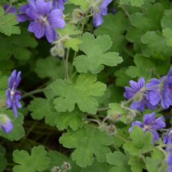 Geranium renardii Terre Franche