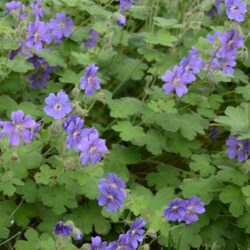 Geranium renardii Terre Franche