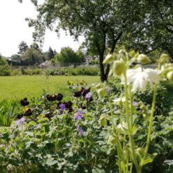 Geranium renardii Terre Franche