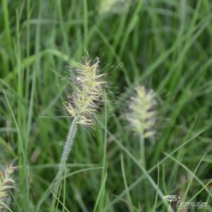 Pennisetum alopecuroides Little Bunny