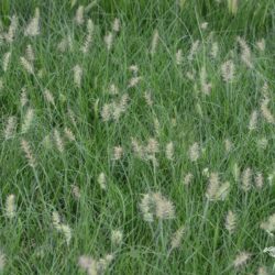 Pennisetum alopecuroides Little Bunny