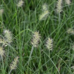 Pennisetum alopecuroides Little Bunny