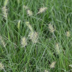 Pennisetum alopecuroides Little Bunny