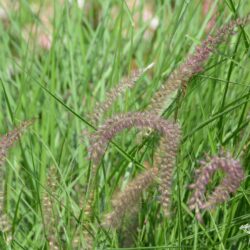 Pennisetum orientale Karley Rose