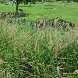 Pennisetum orientale Karley Rose